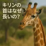 キリンの画像