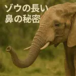ぞうの鼻の秘密
