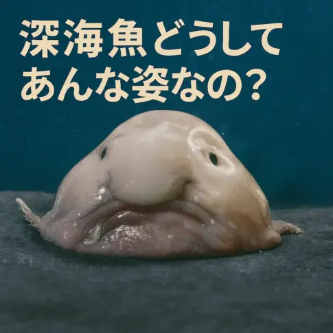 深海魚の姿